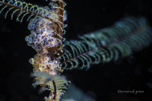 Doto ussi pair with eggs on small thin hydroid by Wayne Jones 